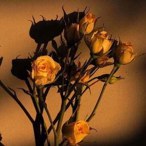 少妇熟女人妻高清无码精品免费视频
